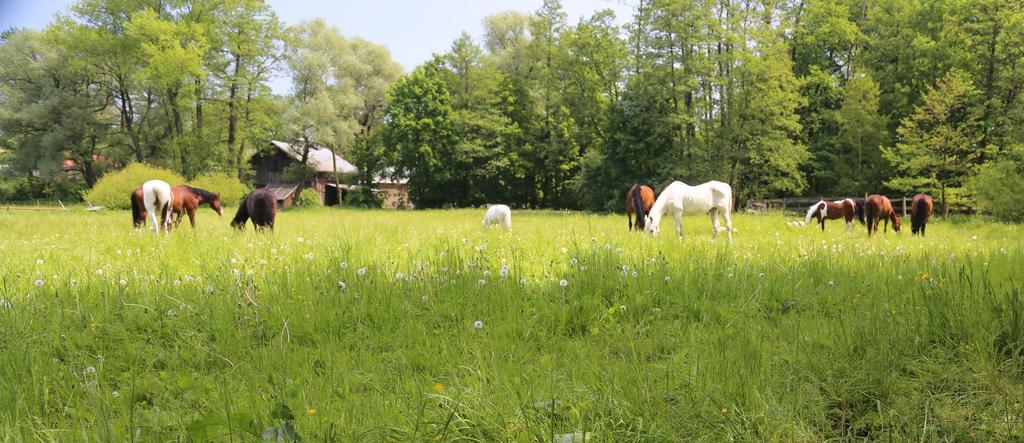 Gospodarstwo Agroturystyczne Stary Mlyn Wilczkowice Михаловице Экстерьер фото